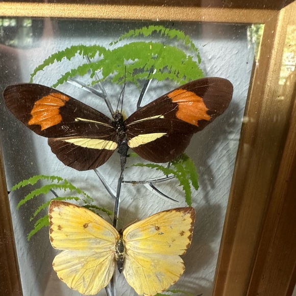 Framed Butterfly Shadowbox - Yellow, Blue, Brown Accents - Picture 5 of 9